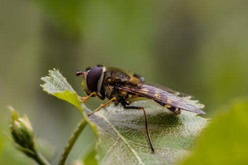 Réf. 197 633 : Syrphus vitripennis